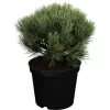 OBI Strauch-Wald-Kiefer "Watereri" Höhe Ca. 10 - 20 Cm Topf Ca. 5 L Pinus