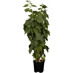 OBI Weinrebe Hellgelb Höhe Ca. 20 - 30 Cm Topf Ca. 3 L Vitis