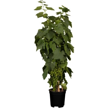 OBI Weinrebe Hellgelb Höhe Ca. 20 - 30 Cm Topf Ca. 3 L Vitis 1 OBI Weinrebe Hellgelb Höhe Ca. 20 - 30 Cm Topf Ca. 3 L Vitis