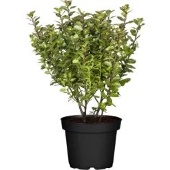 Ilex "Little Pirate" Höhe Ca. 30 - 40 Cm Topf Ca. 3 L Ilex