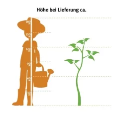 OBI Lebensbaum "Brabant" Höhe Ca. 120 - 140 Cm Topf Ca. 10 L Thuja -Schwingen Sie Ihre Topfpflanzen. 0 cm topf ca. 75 l thuja 2 2