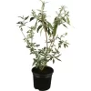 OBI Sommerflieder Weiß Höhe Ca. 10 - 20 Cm Topf Ca. 3 L Buddleja
