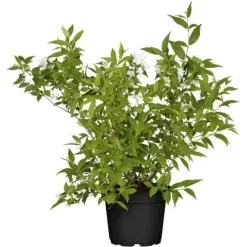 Deutzie "Yuki Snowflake" Weiß Höhe Ca. 20 - 30 Cm Topf Ca. 3 L Deutzia