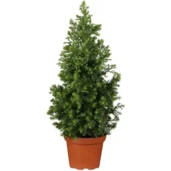 OBI Zuckerhutfichte Höhe Ca. 60 - 80 Cm Topf Ca. 7,5 L Picea