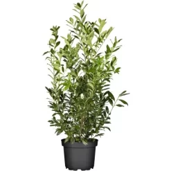 GROW By OBI Kirschlorbeer "Caucasica" Höhe Ca. 100 Cm Topf Ca. 10 L Prunus