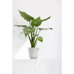 Ecopots Pflanztopf Oslo Mini Weiß 19 Cm X 16,5 Cm 4 Ecopots Pflanztopf Oslo Mini Weiß 19 Cm X 16,5 Cm -Schwingen Sie Ihre Topfpflanzen. 1012100 Oslo16PureWhite 90