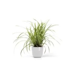 Ecopots Pflanztopf Oslo Mini Weiß 19 Cm X 16,5 Cm 5 Ecopots Pflanztopf Oslo Mini Weiß 19 Cm X 16,5 Cm -Schwingen Sie Ihre Topfpflanzen. 1012100 Oslo19PureWhite 02