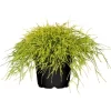 GROW By OBI Faden-Zypresse "Filifera Sungold" Gelb Höhe Ca.10 -20 Cm Topf Ca.5 L