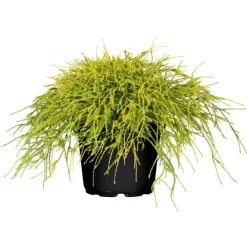 GROW By OBI Faden-Zypresse "Filifera Sungold" Gelb Höhe Ca.10 -20 Cm Topf Ca.5 L