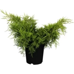 OBI Chinesischer Strauchwacholder "Old Gold" Gelb Höhe Ca. 10-20 Cm Topf Ca. 5 L