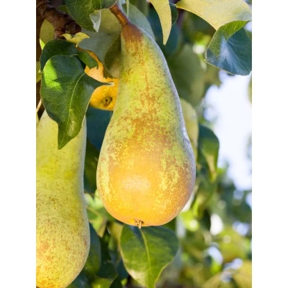OBI Zwergbirne Höhe Ca. 60 - 80 Cm Topf Ca. 7,5 L Pyrus 3 OBI Zwergbirne Höhe Ca. 60 - 80 Cm Topf Ca. 7,5 L Pyrus – Bild 3