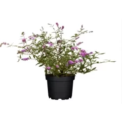 Zwerg-Sommerflieder "Buzz Magenta" Höhe Ca. 40 - 50 Cm Topf Ca. 3,4 L Buddleja