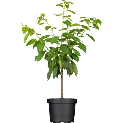 OBI Süßkirsche "Napoleons Knorpelkirsche" Rot Höhe Ca. 120 - 140 Cm Topf Ca. 7 L 1 OBI Süßkirsche "Napoleons Knorpelkirsche" Rot Höhe Ca. 120 - 140 Cm Topf Ca. 7 L