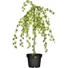 GROW By OBI Trauerbirke "Youngii" Gelb Höhe Ca. 100 -120 Cm Topf Ca.15 L Betula