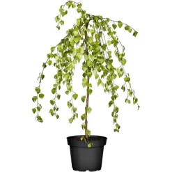 GROW By OBI Trauerbirke "Youngii" Gelb Höhe Ca. 100 -120 Cm Topf Ca.15 L Betula