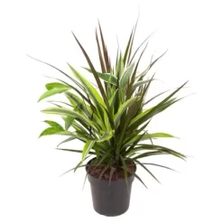 GROW By OBI Drachenbaum-Kombination Höhe Ca. 50-60 Cm Topf-Ø Ca. 17 Cm