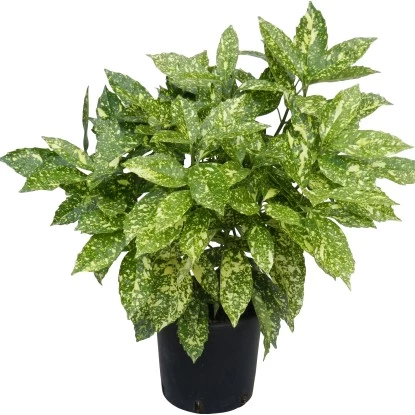 OBI Goldorange "Crotonifolia Gold" Höhe Ca. 40 Cm Topf Ca. 5 L Aucuba Japonica 2 OBI Goldorange "Crotonifolia Gold" Höhe Ca. 40 Cm Topf Ca. 5 L Aucuba Japonica – Bild 2