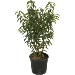 OBI Japanische Spindelsträucher Verschiedene Sorten Höhe Ca.30-40 Cm Topf Ca.5 L -Schwingen Sie Ihre Topfpflanzen. 130389 4104 1 1