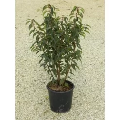 OBI Japanische Spindelsträucher Verschiedene Sorten Höhe Ca.30-40 Cm Topf Ca.5 L -Schwingen Sie Ihre Topfpflanzen. 130389 4104 1