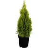 Lebensbaum "Golden Smaragd" Gelb Höhe Ca. 20 - 30 Cm Topf Ca. 2 L Thuja