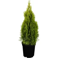 Lebensbaum "Golden Smaragd" Gelb Höhe Ca. 20 - 30 Cm Topf Ca. 2 L Thuja