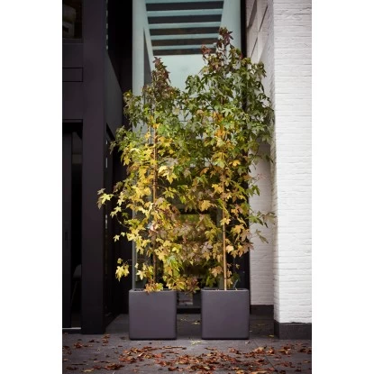 Elho Blumentopf Pure Soft Brick Rollen 50 Cm X 40 Cm X 39 Cm Anthrazit 4 Elho Blumentopf Pure Soft Brick Rollen 50 Cm X 40 Cm X 39 Cm Anthrazit – Bild 4