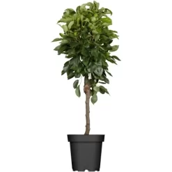 OBI Birne "Gute Luise" Gelb-Grün Höhe Ca. 120 - 140 Cm Topf Ca. 7 L Pyrus