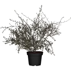 Säckelblume "Blue Sapphire" Blau Höhe Ca. 30 - 40 Cm Topf Ca. 3,4 L Ceanothus