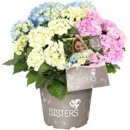 Bauernhortensie "Three Sisters" Höhe Ca. 30 - 40 Cm Topf Ca. 6 L Hydrangea 1 Bauernhortensie "Three Sisters" Höhe Ca. 30 - 40 Cm Topf Ca. 6 L Hydrangea
