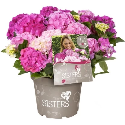 Bauernhortensie "Three Sisters" Höhe Ca. 30 - 40 Cm Topf Ca. 6 L Hydrangea 2 Bauernhortensie "Three Sisters" Höhe Ca. 30 - 40 Cm Topf Ca. 6 L Hydrangea – Bild 2