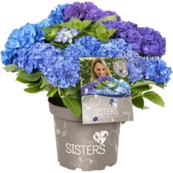 Bauernhortensie "Three Sisters" Höhe Ca. 30 - 40 Cm Topf Ca. 6 L Hydrangea 9 Bauernhortensie "Three Sisters" Höhe Ca. 30 - 40 Cm Topf Ca. 6 L Hydrangea -Schwingen Sie Ihre Topfpflanzen. 145673 3358 03