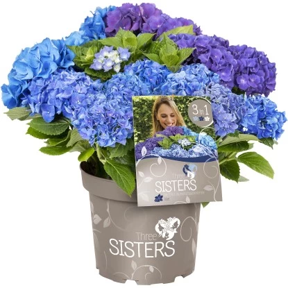 Bauernhortensie "Three Sisters" Höhe Ca. 30 - 40 Cm Topf Ca. 6 L Hydrangea 3 Bauernhortensie "Three Sisters" Höhe Ca. 30 - 40 Cm Topf Ca. 6 L Hydrangea – Bild 3