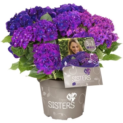 Bauernhortensie "Three Sisters" Höhe Ca. 30 - 40 Cm Topf Ca. 6 L Hydrangea 4 Bauernhortensie "Three Sisters" Höhe Ca. 30 - 40 Cm Topf Ca. 6 L Hydrangea – Bild 4