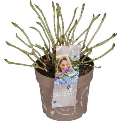 Bauernhortensie "Three Sisters" Höhe Ca. 30 - 40 Cm Topf Ca. 6 L Hydrangea 5 Bauernhortensie "Three Sisters" Höhe Ca. 30 - 40 Cm Topf Ca. 6 L Hydrangea – Bild 5