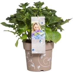 Bauernhortensie "Three Sisters" Höhe Ca. 30 - 40 Cm Topf Ca. 6 L Hydrangea 12 Bauernhortensie "Three Sisters" Höhe Ca. 30 - 40 Cm Topf Ca. 6 L Hydrangea -Schwingen Sie Ihre Topfpflanzen. 145673 3358 06