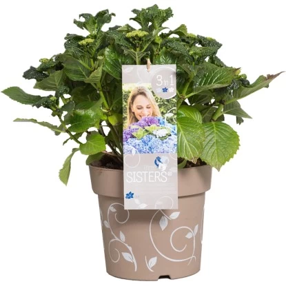 Bauernhortensie "Three Sisters" Höhe Ca. 30 - 40 Cm Topf Ca. 6 L Hydrangea 6 Bauernhortensie "Three Sisters" Höhe Ca. 30 - 40 Cm Topf Ca. 6 L Hydrangea – Bild 6