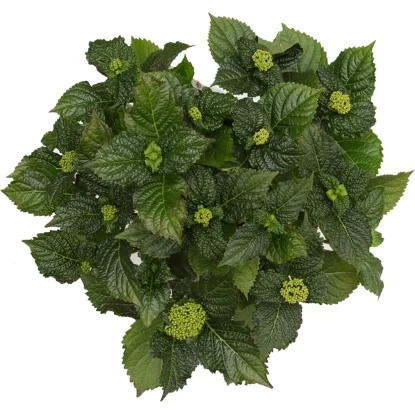 Bauernhortensie "Three Sisters" Höhe Ca. 30 - 40 Cm Topf Ca. 6 L Hydrangea 7 Bauernhortensie "Three Sisters" Höhe Ca. 30 - 40 Cm Topf Ca. 6 L Hydrangea – Bild 7