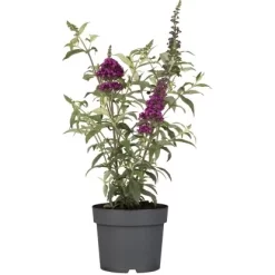 Sommerflieder "Summer Teens" Violett Höhe Ca. 30 - 40 Cm Topf Ca. 3 L Buddleja