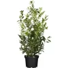 Kirschlorbeer "Caucasica" Höhe Ca. 60 - 80 Cm Topf Ca. 5 LPrunus