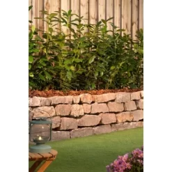 Kirschlorbeer "Caucasica" Höhe Ca. 60 - 80 Cm Topf Ca. 5 LPrunus -Schwingen Sie Ihre Topfpflanzen. 1477694 3358 3