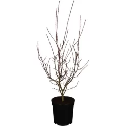 Japanischer Ahorn "Shirazz" Höhe Ca. 80 - 100 Cm Topf Ca. 10 L Acer Palmatum