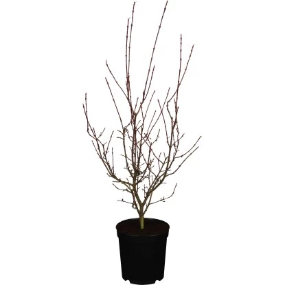 Japanischer Ahorn "Shirazz" Höhe Ca. 80 - 100 Cm Topf Ca. 10 L Acer Palmatum 1 Japanischer Ahorn "Shirazz" Höhe Ca. 80 - 100 Cm Topf Ca. 10 L Acer Palmatum