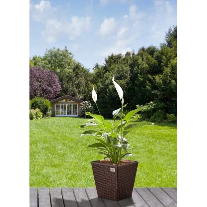 Gartenfreude Pflanzkübel Polyrattan Konisch 32 Cm X 32 Cm Bicolour Braun 2er-Set 3 Gartenfreude Pflanzkübel Polyrattan Konisch 32 Cm X 32 Cm Bicolour Braun 2er-Set – Bild 3