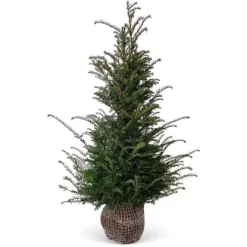 Eibe Set à 30 Stück Höhe Ca. 120 - 140 Cm Ballenware Taxus Baccata