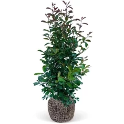 Glanzmispel "Red Robin" Set à 18 Stück Höhe Ca. 175 - 200 Cm Topf Ca. 18,5 L