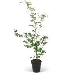 Rotbuche Set à 40 Stück Höhe Ca. 125 - 150 Cm Topf Ca. 5 L Fagus Sylvatica