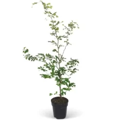 Rotbuche Set à 60 Stück Höhe Ca. 125 - 150 Cm Topf Ca. 5 L Fagus Sylvatica