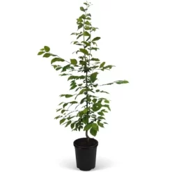 Hainbuche Set à 50 Stück Höhe Ca. 80 - 100 Cm Topf Ca. 3 L Carpinus Betulus