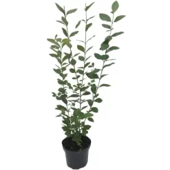 Ovalblättriger Liguster Set à 150 Stück Höhe Ca. 80 - 100 Cm Topf Ca. 3 L