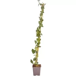 Großblättriger Irischer Efeu Set à 150 Stück Höhe 80 - 100 Cm Topf Ca. 1,5 L